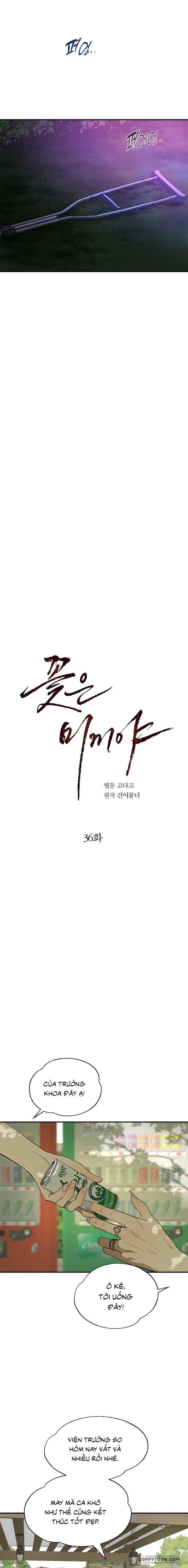 [19+] Đóa Hoa Là Mồi Nhử - Chap 36 - Trang 11