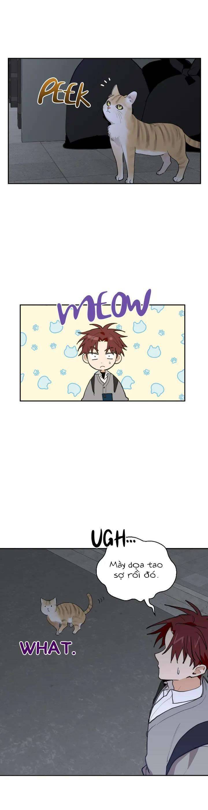 Điều Ước Sao Băng - Chap 18 - Trang 5
